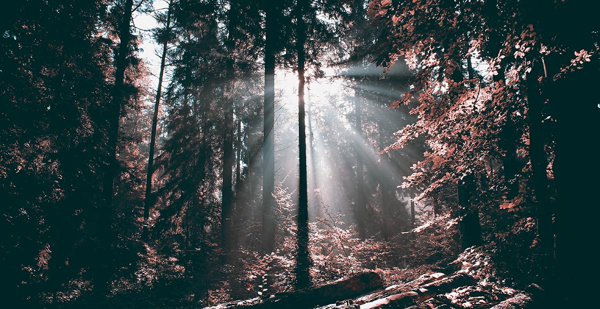 Herbst im Wald