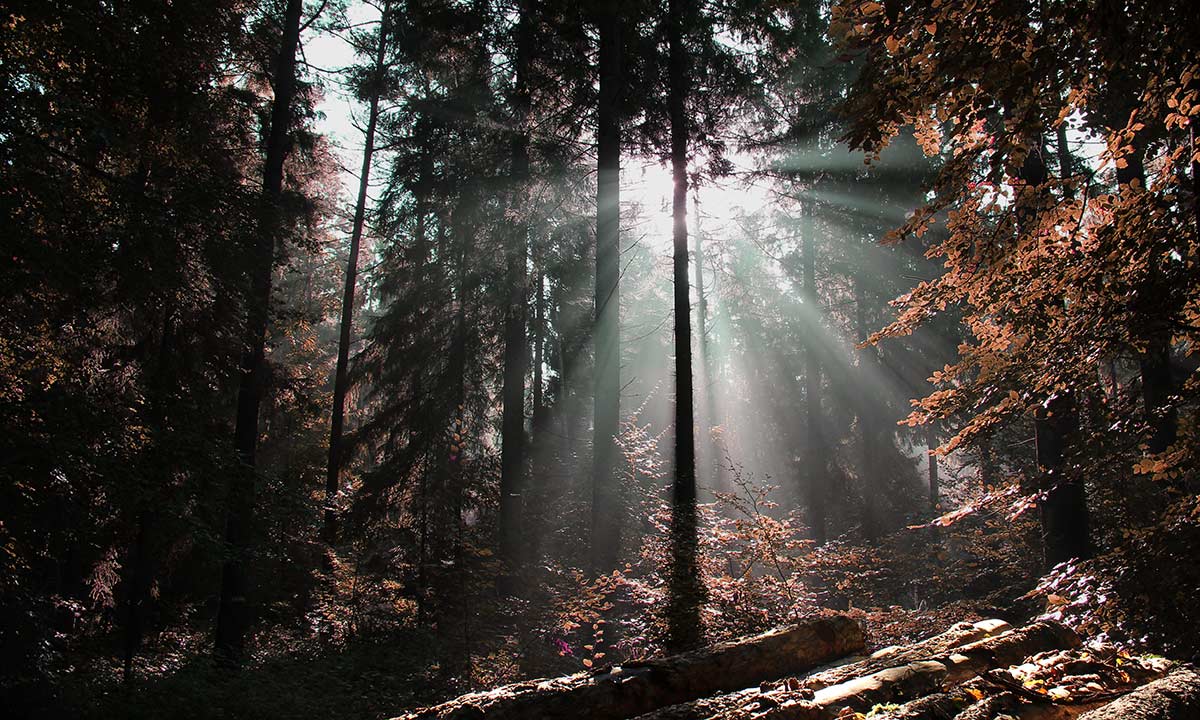 Waldspaziergang im Herbst